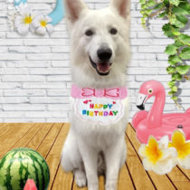 ホワイトスイスシェパード