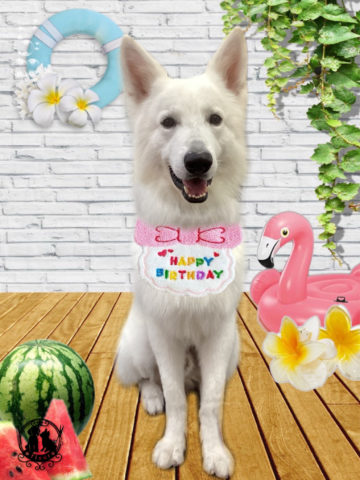 ホワイトスイスシェパード