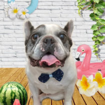 フレンチブルドッグ