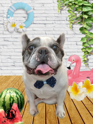 フレンチブルドッグ