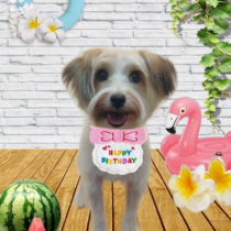 ジャックラッセルテリア