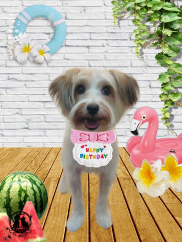 ジャックラッセルテリア