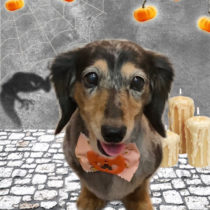 ミニチュアダックス