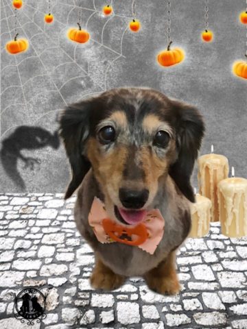 ミニチュアダックス