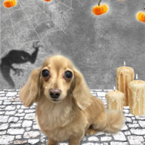 ミニチュアダックス