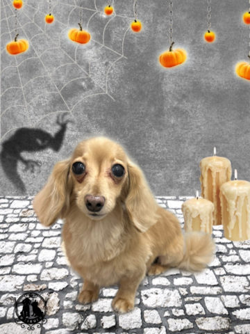 ミニチュアダックス