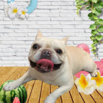 フレンチブルドッグ