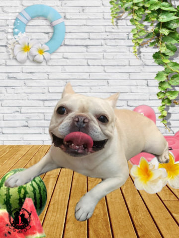 フレンチブルドッグ