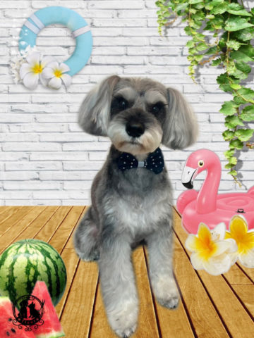 ミニチュアシュナウザー