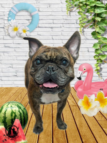 フレンチブルドッグ