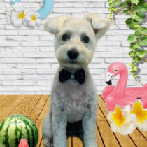 ミニチュアシュナウザー