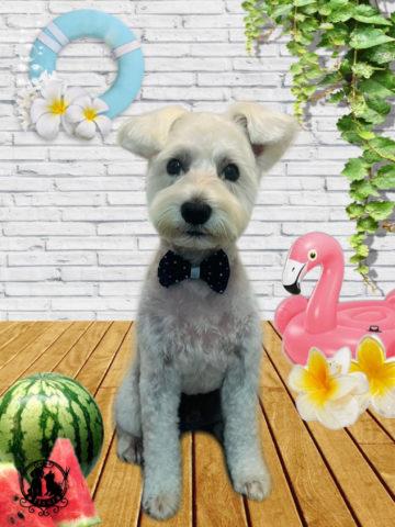 ミニチュアシュナウザー