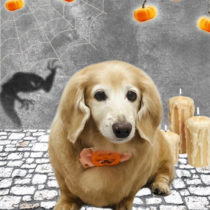 ミニチュアダックス