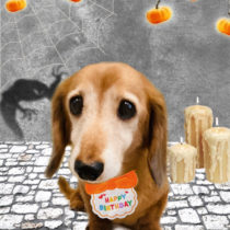 ミニチュアダックス