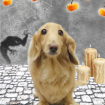 ミニチュアダックス