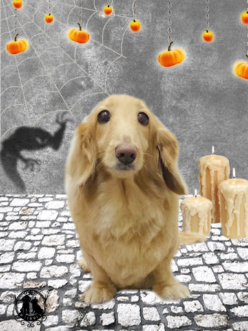 ミニチュアダックス