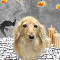 ミニチュアダックス