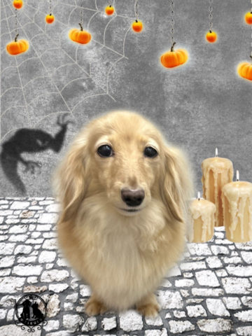 ミニチュアダックス