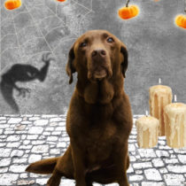 ラブラドールレトリバー