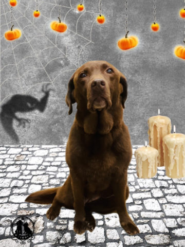 ラブラドールレトリバー