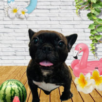 フレンチブルドッグ