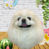 ペキニーズ