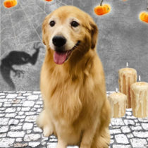 ゴールデンレトリバー