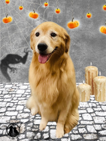 ゴールデンレトリバー