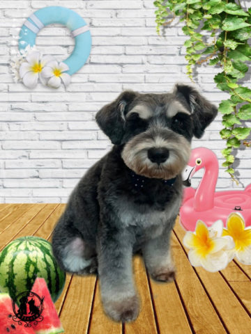 ミニチュアシュナウザー