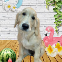 ゴールデンレトリバー