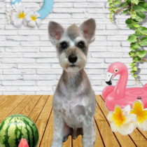 ミニチュアシュナウザー