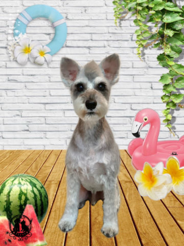 ミニチュアシュナウザー