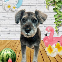 ミニチュアシュナウザー