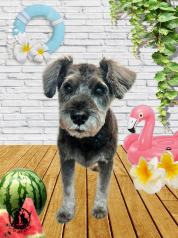 ミニチュアシュナウザー