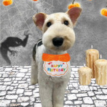 ワイヤーフォックステリア