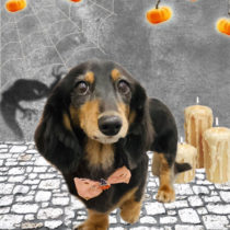 ミニチュアダックス