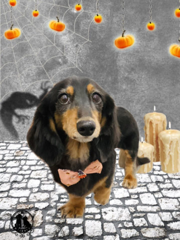 ミニチュアダックス