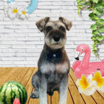 ミニチュアシュナウザー