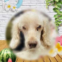 オーストラリアンラブラドゥードル