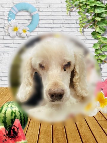 オーストラリアンラブラドゥードル