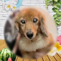 ミニチュアダックス