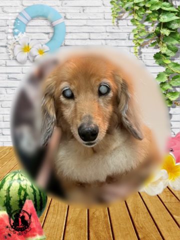 ミニチュアダックス