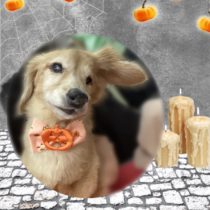 ミニチュアダックス