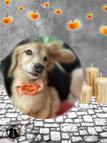 ミニチュアダックス