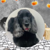 イングリッシュコッカースパニエル