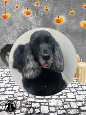 イングリッシュコッカースパニエル