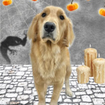 ゴールデンレトリバー