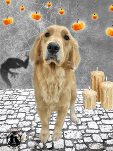 ゴールデンレトリバー