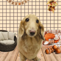 ミニチュアダックス