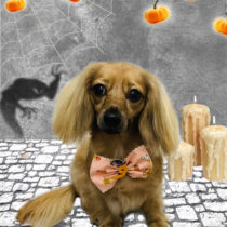 ミニチュアダックス